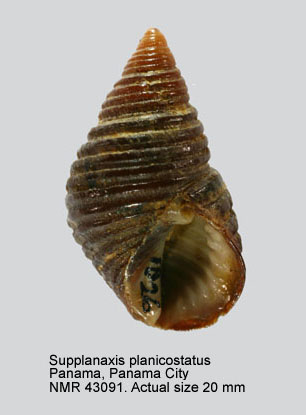 Supplanaxis planicostatus.jpg - Supplanaxis planicostatus(G.B.Sowerby,1825)